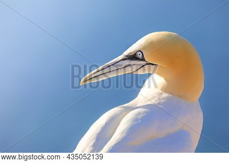 Closeup Northern Gannet, One Popular Bird. Bird On Blue Background. Summer Photo. Focus From Birdwat