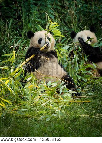 Big Panda Is Eating Bamboo. Species Animal From China. Portrait Of Panda. Animal In Nature. Closeup 