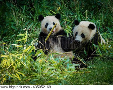 Big Panda Is Eating Bamboo. Funny Pandas Watching On Snack. Lovely Black And White Bear.