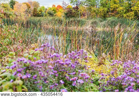 Autumn In Public Park With Little Pond, Trees With Colored Leaves And Wild Flowers. Natural Scenery 