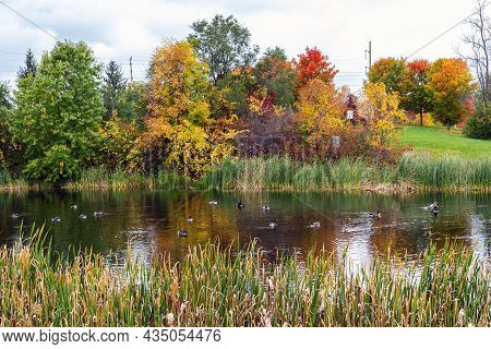 Autumn In Public Park With Little Pond And Ducks, Trees With Colored Leaves And Wild Flowers. Natura
