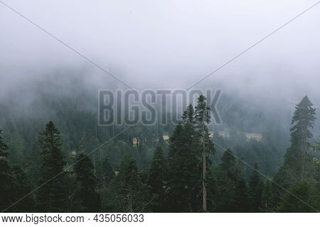 View Of The Forest From The Mountain. Fog. Pine Tree Forest On Sunset. The Caucasus Mountains. Sochi