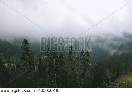 Pine Forest At Sunset. Fantastic View Of The Peaks Of The Mountain Range Above The Clouds. Mountain