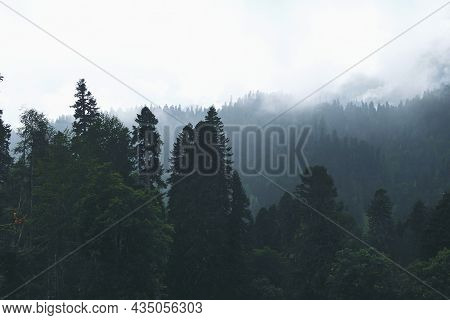 Pine Forest At Sunset. Fantastic View Of The Peaks Of The Mountain Range Above The Clouds. Mountain