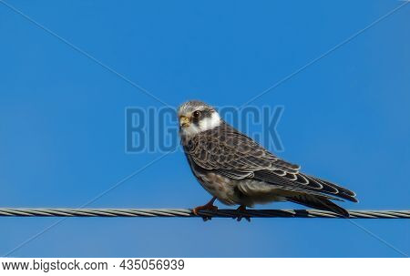 Falco Vespertinus, Migrating, Autumn. Rest Before A Big Trip.