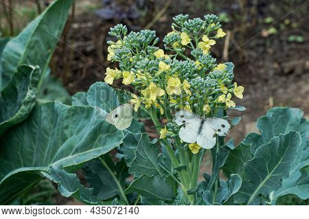 Two White Cabbage Butterflies Sit On Yellow Flower. Danger Of Spoiling Cabbage Leaves By Butterflies