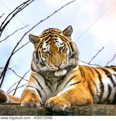 Siberian or Amur tiger resting . This endangered species of tiger is indigenous to far eastern Russia. This is a young adult male. 