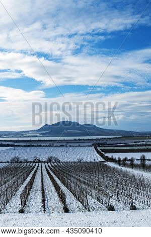Winter vineyards under Palava near Sonberk, South Moravia, Czech Republic