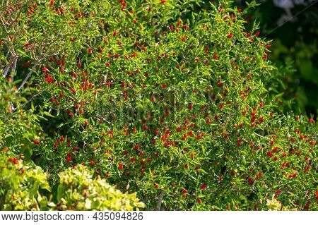 Small Ripe Red Hot Chili Peppers Growing On Plant Ready To Harvest