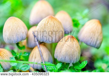 Coprinellus Micaceus, Coprinus Micaceus, Commonly Known As Glistening Inkcap, Wild Mushrooms Close U