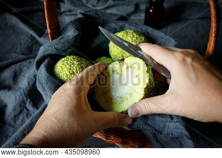 A Woman Sliting The Fruits Of Osage Orange Maclura Pomifera. The Use Of Maclure In Alternative Medic
