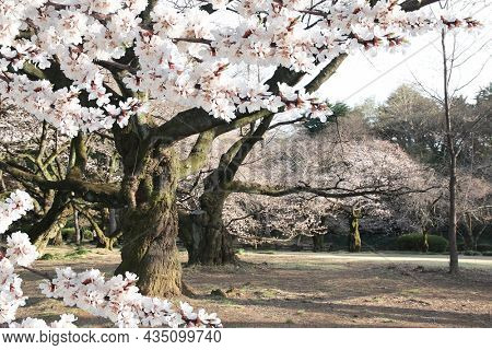 Blooming sakura trees in Shinjuku Gyoen national garden, Shinjuku district, Tokyo, Japan. Japanese hanami festival when people enjoy sakura blossom. Cherry blossoming season in Japan