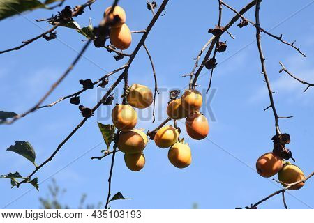 Japanese Persimmon Fruits. Ebenaceae Fruit Tree. Fruits Are Rich In Vitamins And Dietary Fiber.