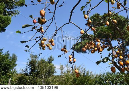 Japanese Persimmon Fruits. Ebenaceae Fruit Tree. Fruits Are Rich In Vitamins And Dietary Fiber.