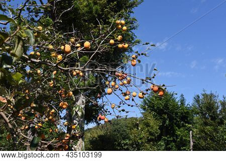 Japanese Persimmon Fruits. Ebenaceae Fruit Tree. Fruits Are Rich In Vitamins And Dietary Fiber.