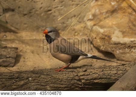 The Long-tailed Finch (poephila Acuticauda) In Zoo.