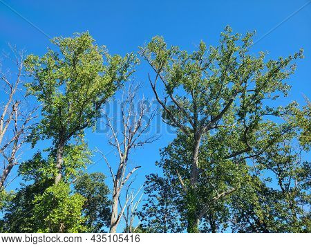 Trees And Skies Of The Virginia Wetlands