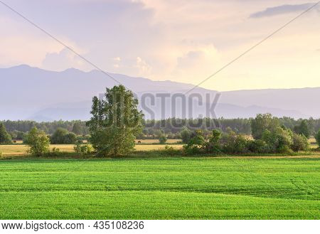 The Agricultural Field Sang On A Sunny Day Under A Blue Sky. Siberia, Russia