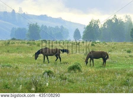 Green Grass, Trees In The Fog On A Blurry Background. Altai. Siberia, Russia