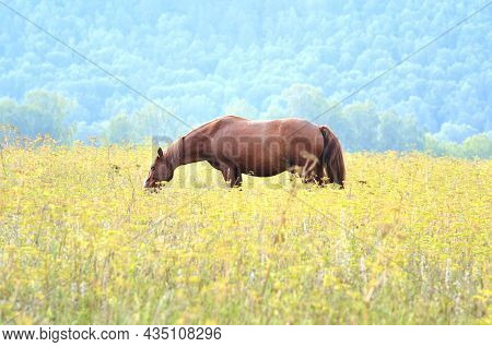 A Pet Grazes In The Green Grass On A Blurry Background. Altai, Siberia, Russia