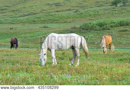 The White, Red And Black Horses Bowed Their Heads To The Green Grass. Altai, Siberia, Russia