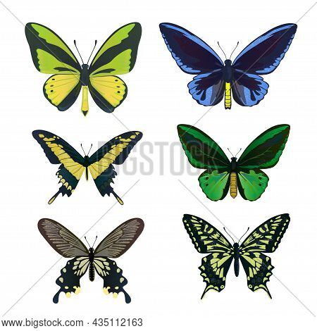 A Set Of Colorful Big Tropical Butterflies, Swallowtail And Birdwing, Papilio And Ornitoptera Papili