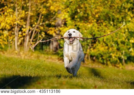 Happy Golden Retriever Puppy Runs With A Long Stick In His Teeth Through A Dog Park Against The Back