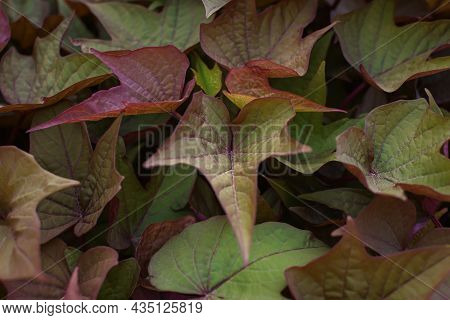 Ipomoea Leaves Texture. Purple-green Foliage Of Autumn Ipomoea Batatas Close-up. Abstract Natural Br