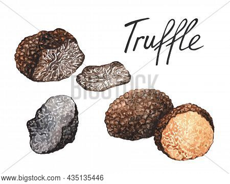 Black Truffle Mushrooms, Watercolor Hand Drawn Illustration Isolated On White Background
