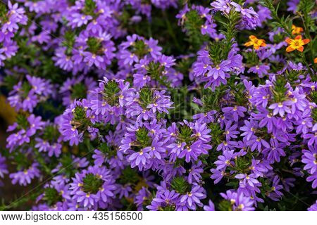Deep Violet Blue Surdiva, Scaevola, Aemula Flowers In Late Summer Garden