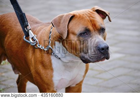 Dog Of Breed American Staffordshire Terrier In A Collar On A Leash Is Waiting For The Owner
