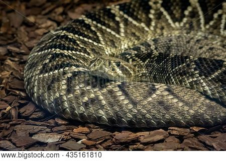 Eastern Diamondback Rattlesnake Coiled Up On Bark, Florida, Usa