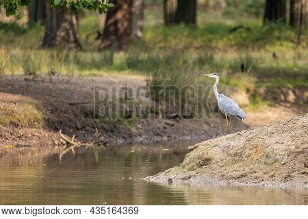 A Common Grey Heron Looking For Food At A Small Pond In A Forest In Hesse, Germany At A Cloudy Day I