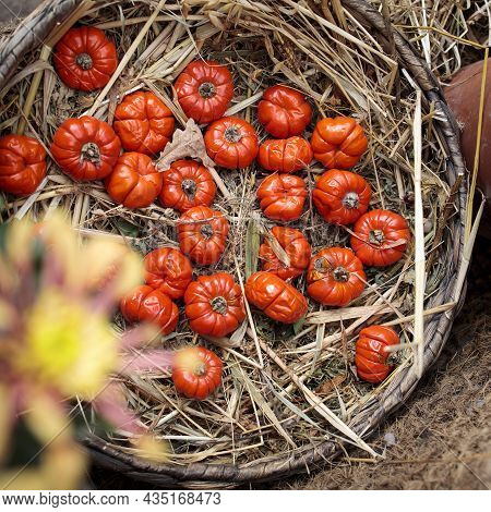 Solanum Aethiopicum In A Wicker Basket Decorate The Windowsill