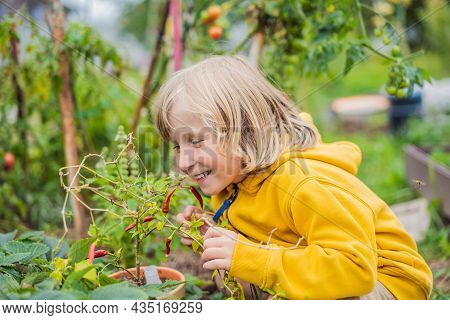 Boy And Chili Peppers In Vegetable Garden. Homeschooling, Natural Education Of Children, Unschooling