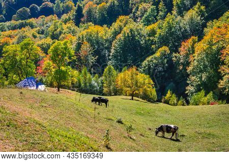 Buila Vanturarita National Park, Romania. Some Cows On A Meadow In Autumn With A Colorful Forest The