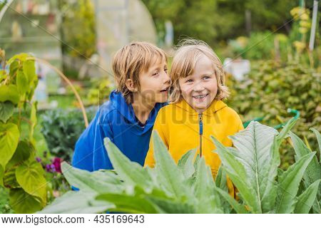 Boys In The Vegetable Garden. Homeschooling, Natural Education Of Children, Unschooling