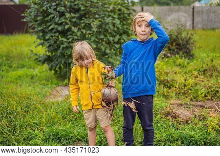 The Boys Found A Huge Beet In The Garden. Homeschooling, Natural Education Of Children, Unschooling