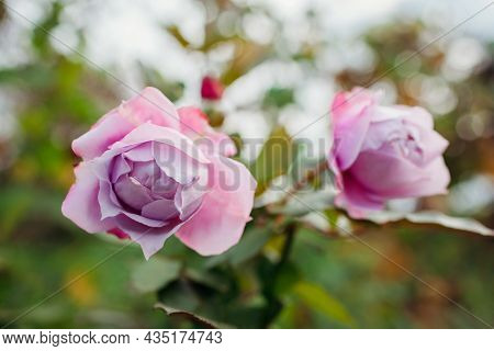 Lavender Purple Rose Novalis Blooms In Summer Garden. Close Up Of Flower. Kordes Selection
