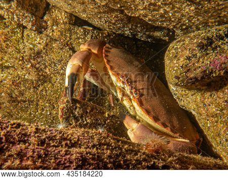 A Closeup Picture Of A Cancer Pagurus, Also Known As Edible Crab Or Brown Crab. Picture From The Wea
