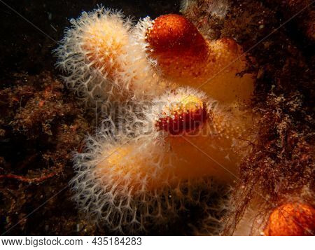 A Closeup Picture Of A Feeding Soft Coral Dead Mans Fingers Or Alcyonium Digitatum. Picture From The