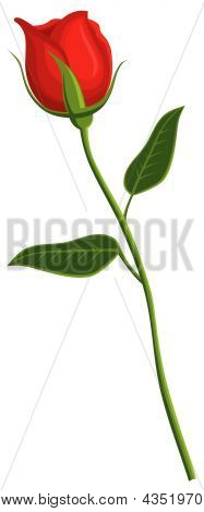 红玫瑰