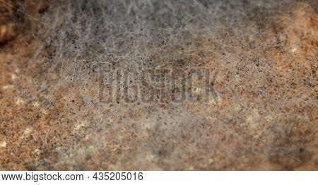 Mouldy Bread. Beautiful Mold. Mold Spores, Macro.