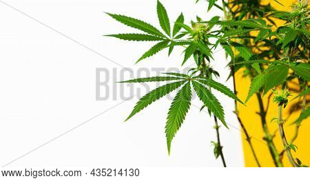 A Cannabis Bush In Bright Light With A White And Yellow Background With A Shadow. Medicinal Marijuan