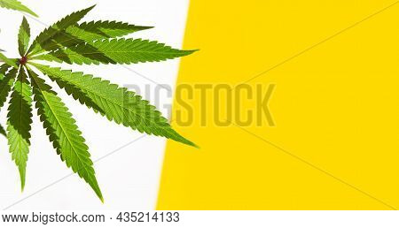 A Cannabis Bush In Bright Light With A White And Yellow Background With A Shadow. Medicinal Marijuan