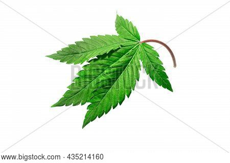 Cannabis Leaf On A White Background Isolated. Medicinal Marijuana Leaves Of The Jack Herer Variety A