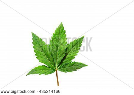 Cannabis Leaf On A White Background Isolated. Medicinal Marijuana Leaves Of The Jack Herer Variety A
