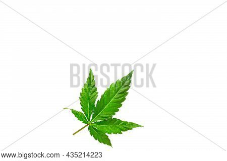Cannabis Leaf On A White Background Isolated. Medicinal Marijuana Leaves Of The Jack Herer Variety A