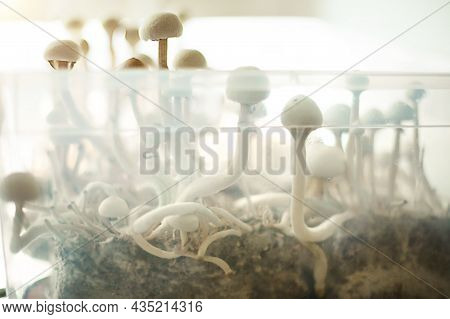 Sterile Container With The Mycelium Of Psilocybin Mushrooms, Psilocybe Cubensis. Pin And Primordia O