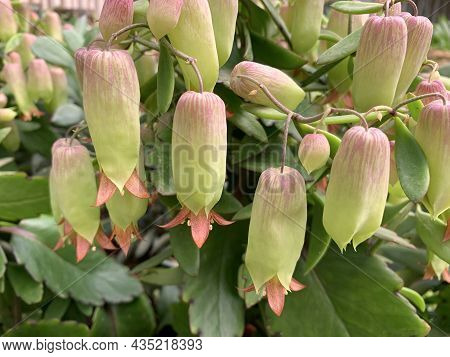 Blooming Succulent Kalanchoe Pinnata (latin - Kalanchoe Pinnata) Beautiful Ornamental Plant